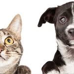 Al Halal Vet Clinic In Al Khor
