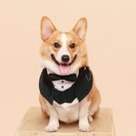 𝑺𝒂𝒖𝒔𝒂𝒈𝒆 • 𝑻𝒉𝒆 𝑪𝒐𝒓𝒈𝒊