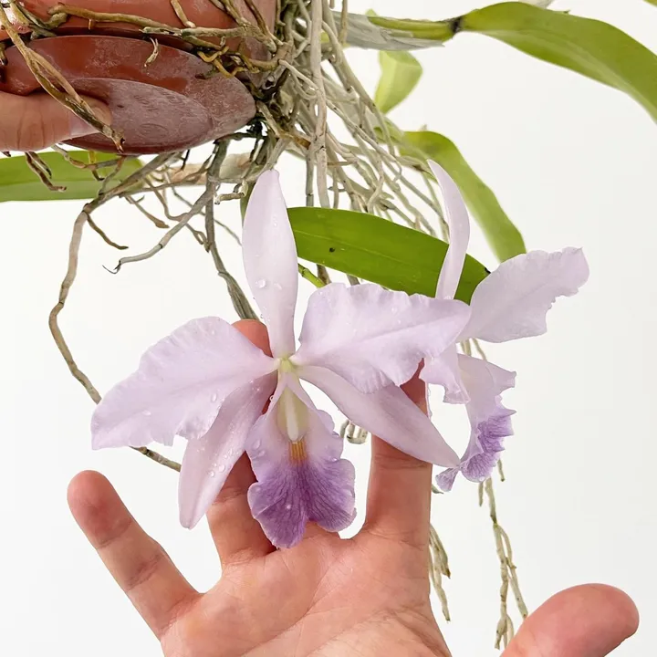 romain.orchids
