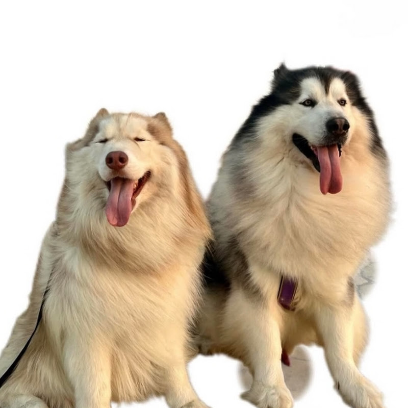 Cute Fur Family