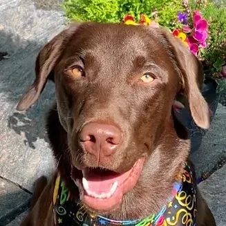 Timber the Chocolate Lab🤎🐾