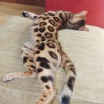 𝐵𝑒𝑛𝑔𝑎𝑙 𝐶𝑎𝑡𝑠 𝑎𝑛𝑑 𝐶𝑎𝑠𝘩𝑚𝑒𝑟𝑒𝑠