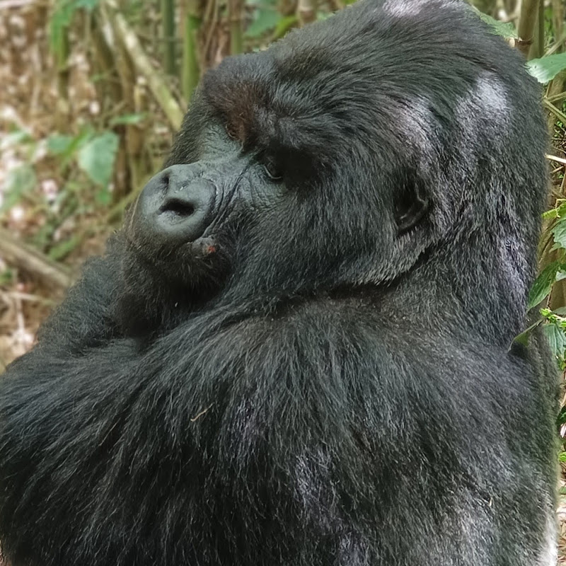Volcanoes National Park Rwanda