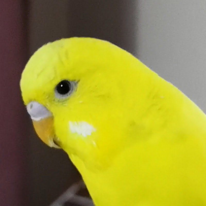 Muhabbete Gel