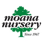 Moana Nursery