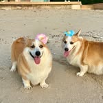 🐾Journey of Sugar Family🐾