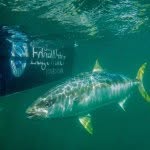 Sydney Flyfishing Tours
