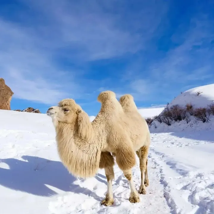 Camel 🗿