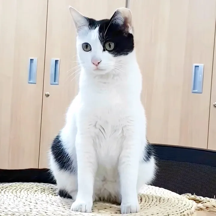 가을이🐱_Autumn