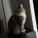 Luna is car