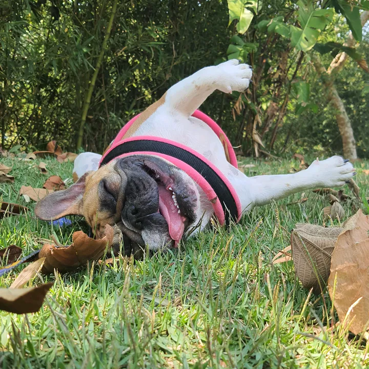 Pandora ❤️🐶