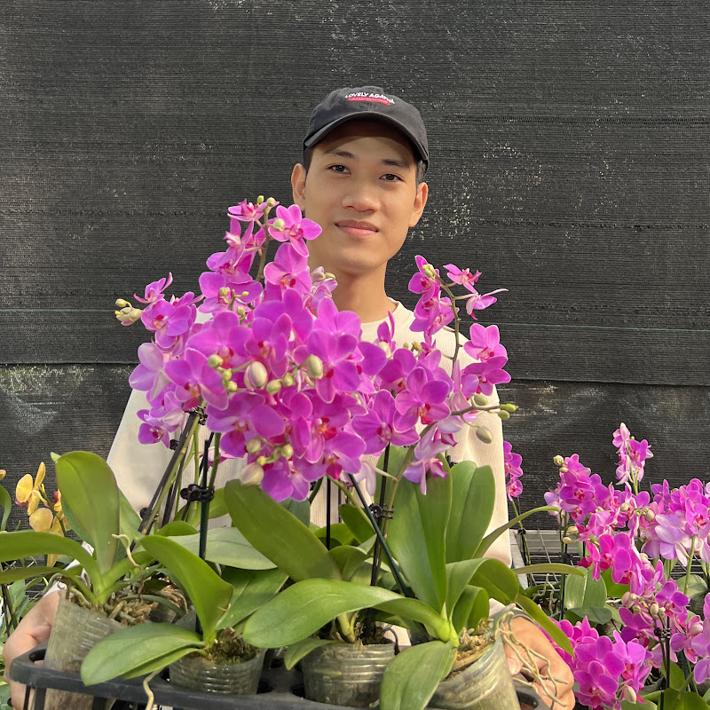 Yêu Hoa Lan TV