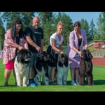 Newfoundlanddogs, Bullmastiffs and Basset Hounds