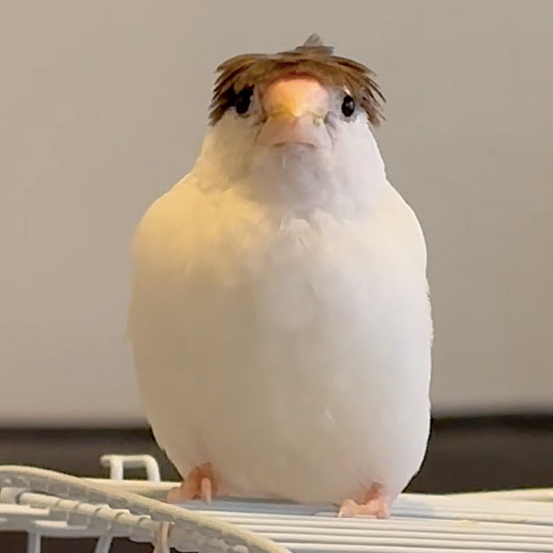 おうち鳥カフェ