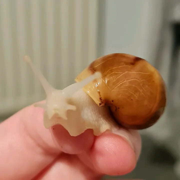 Daisy_the_snail