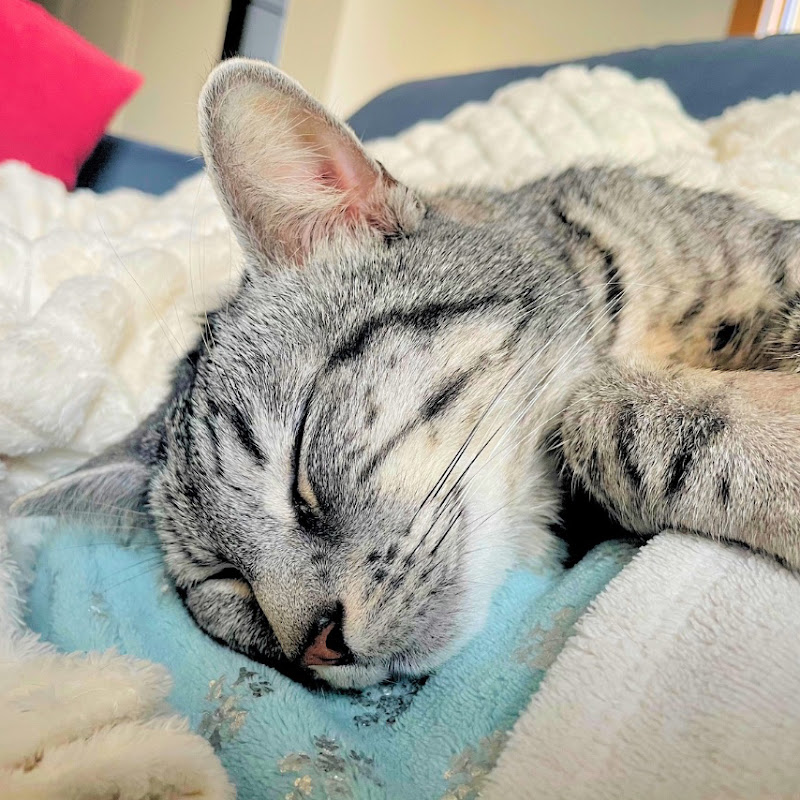 Burrito The Cat