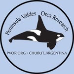 Peninsula Valdes Orca Research