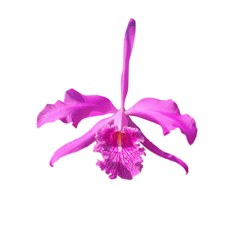 ᑎIᑎᒎᗩ ᗝᖇᑕᕼIᗪᔕ🌸