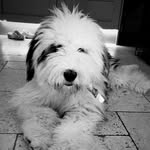 THE_LIFE_OF_BARNEY 😁