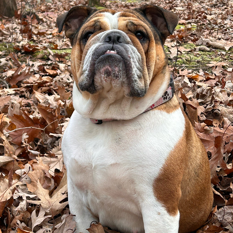 Leeloo D - English Bulldog Momma