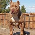 XL Pitbulls