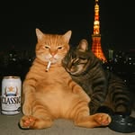 Cat Vlog