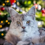 Qvist | MaineCoon King 👑