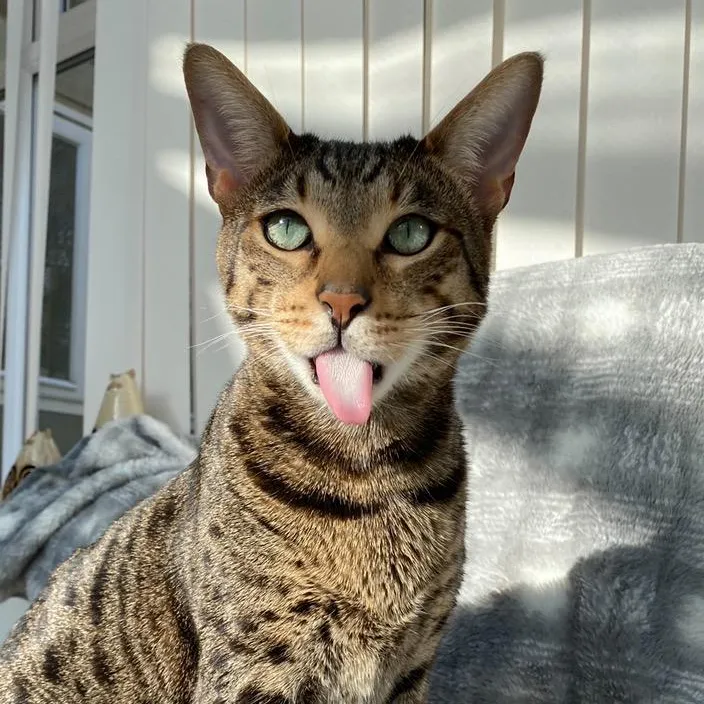 Romeo 😻