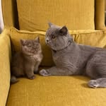 Zar & Cleo | British Shorthair Cats