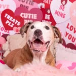 AMOS 🌈 & QUOKKA ✨