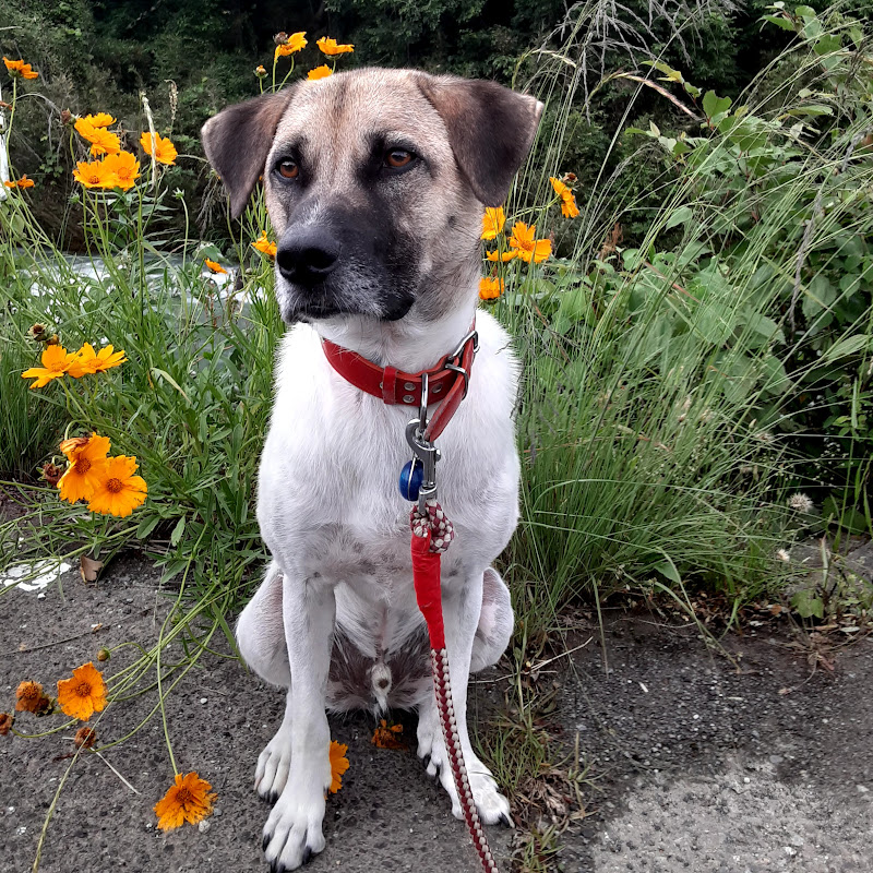 Good Boy Chevy 🐾 (a dog's 2nd life in Japan) 