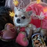 Heru🐶🌈 Cina 🐶🐾🇫🇮