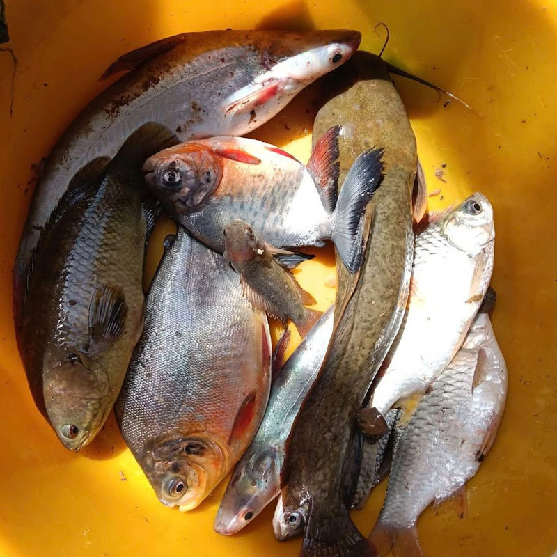 Fish and Food cooking