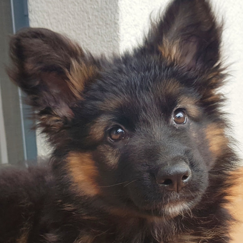 EVO German Shepherd