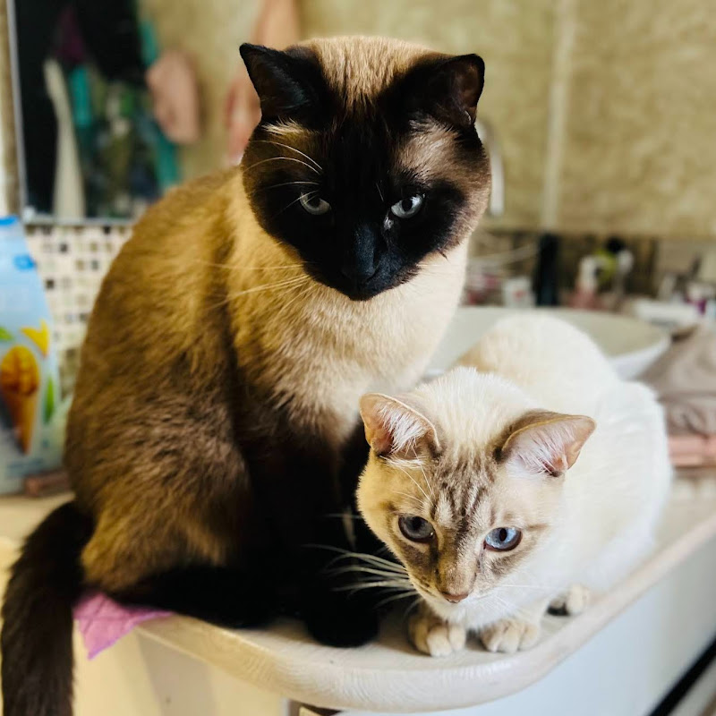 Марсель и Арчи