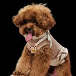 Teddy