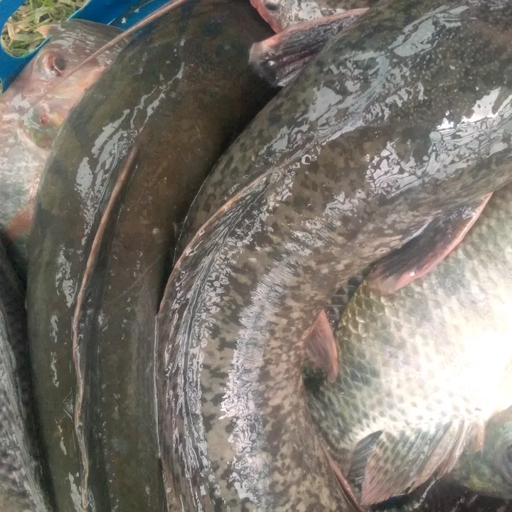 GRACE FISH FARM 777