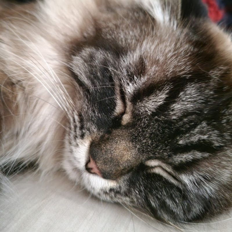 Mia meow
