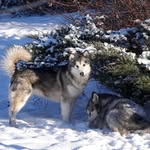 Northernsong Alaskan Malamutes