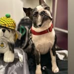 Lenny The Boston