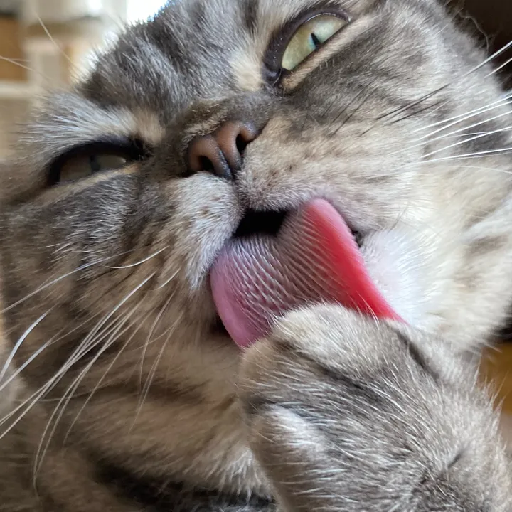 2_Cats_2_Katzen