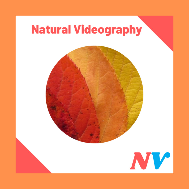 Natural Videography