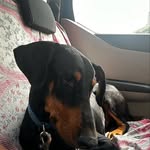 Bagheera the doberman