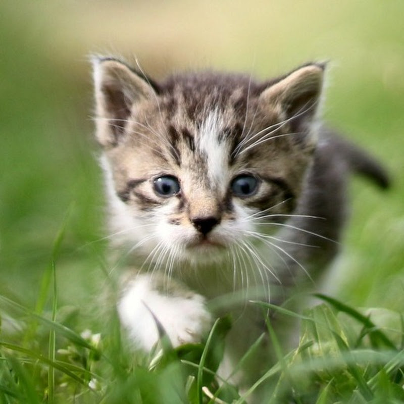 癒し猫 BGM Sleep induction