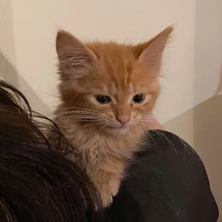 SoyGatoApolo