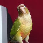 Rain Bow Conure