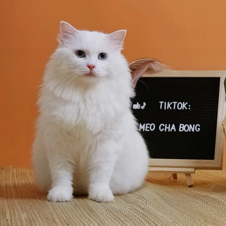 Mèo Chà Bông