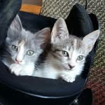 Tata y Luna