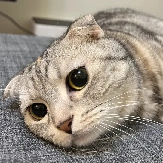 AnimalFunStudio