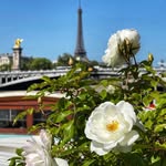 parisout